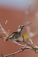 Hummingbird  Plain-capped Starthroat, Colibrí Picudo Occidental, Heliomaster constantii © Roberto