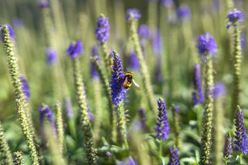 bee gracefully perched on a vibrant blue flower, diligently collecting nectar. This intimate moment highlights the beauty of nature and the essential role of pollinators in ecosystems