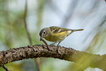 Cassin's Vireo, Vireo de Cassin,  Vireo cassinii