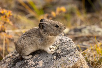 Collared Pika on a Rock in Denali National Park Alaska in Autumn