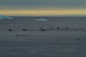 Eider Ducks Swimming in Arctic Waters
