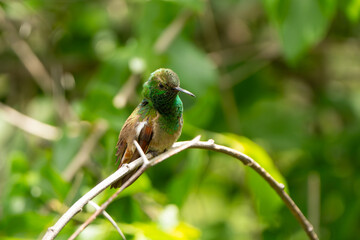 Hummingbird Berilo Saucerottia beryllina © Roberto
