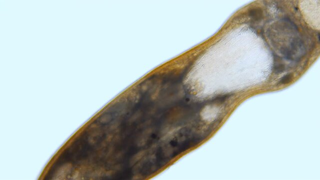 worm flatworm Graffiellus croceus under a microscope, Polycystididae family, Turbellaria class, is a cosmopolitan living in both fresh and salt water. White Sea
