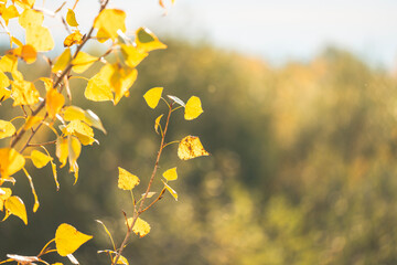 Golden Autumn Leaves
