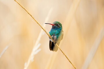 Hummingbird Pico Ancho Mexicano Cynanthus doubledayi © Roberto