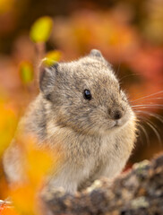 Collared Pika on a Rock in Denali National Park Alaska in Autumn