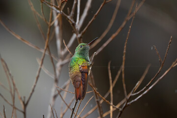 Hummingbird Berilo Saucerottia beryllina