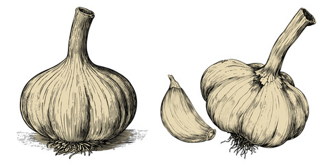 Vintage illustration of garlic bulb and cloves, showcasing its unique structure, isolated on a transparent background, PNG