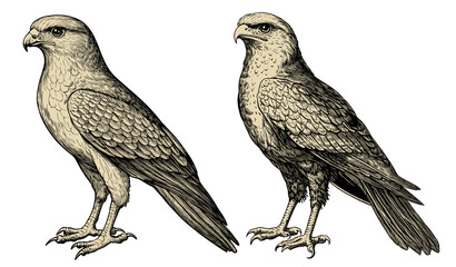 Vintage eagle illustration isolated on a transparent background, PNG