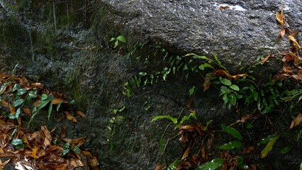 Raindrops trickle down moss-covered rocks and wet leaves, creating peaceful scene in tropical environment. Mix of rain and nature evokes calmness and natural beauty of rain-soaked jungle life.