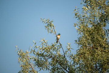 bird on a branch