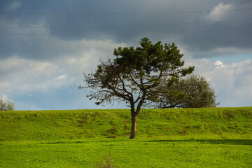 Obraz premium Rural landscape of the Republic of Moldova. The green nature of the country.