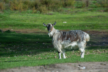 Rural landscape of the Republic of Moldova. The green nature of the country.
