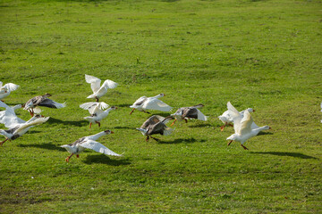 Rural landscape of the Republic of Moldova. The green nature of the country.