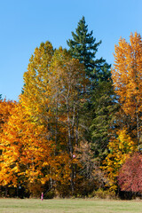 Fototapeta premium Young caucasian girl playing with a pink balloon on a long string in a park in autumn