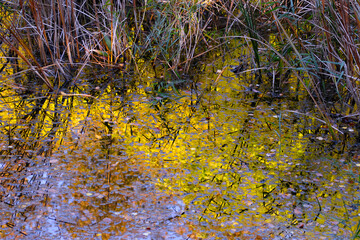Autumn leaves on the surface of water reflected in water in the forest