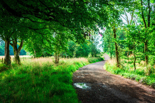 Track through trees, Locherwood and Ladymuir Woodland, Renfrewshire, Scotland, UK