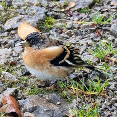 mountain finch in the forest