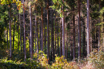 Autumn in the forest, row of pine trees