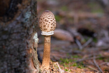 Young beautiful Macrolepiota, Parasol mushroom with long slender and bulbous cap growing near the tree in the forest