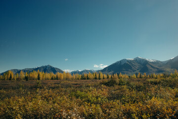 Aerial view of colorful fall trees and conifers at Denali national park in Alaska.
