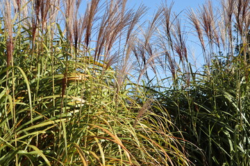Chinese Silver Grass, Maiden Grass, Miscanthus Chinese, Miscanthus sinensis