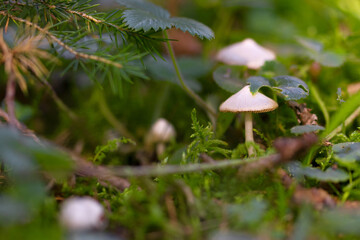 Small white mushrooms growing in the green moss of the forest