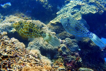 File Fish