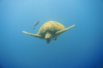 turtle swimming in the sea