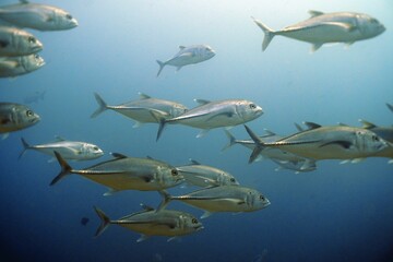 Mackerels