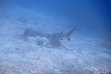 Black Tip Approaching