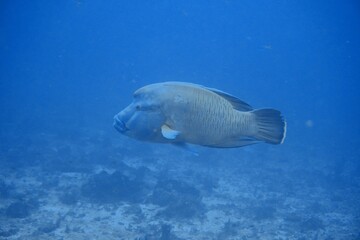 Napolean wrasse