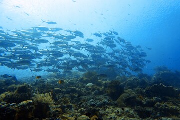 coral reef with fish