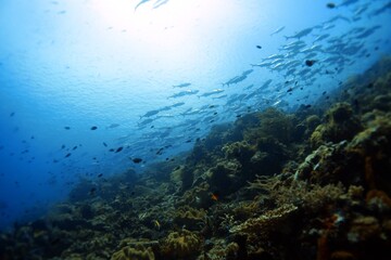 underwater scene with reef and fishes