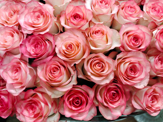 Buds of fresh pink flowers rose close-up on the entire frame. The color is monotone. View from above