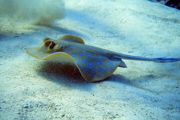 Blue spotted sting ray