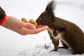Adult red squirrel (Sciurus vulgaris) fed by human hand in winter, Schonbrunn, Vienna 1130, Austria.