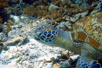 green sea turtle