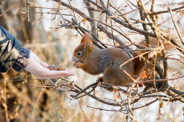 Human feeding red squirrel (Sciurus vulgaris) in winter, Leopoldstadt, Vienna, Austria, December