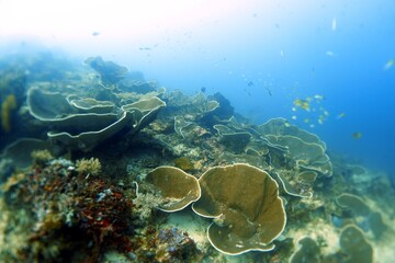 coral reefs