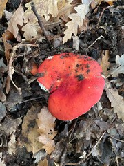 Russola rossa