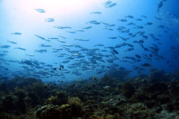 Fototapeta premium school of fish