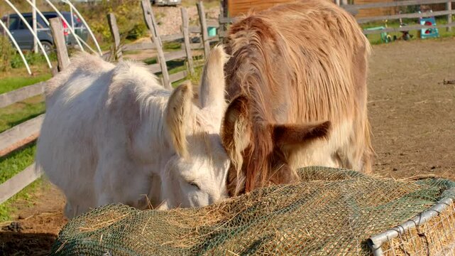 Take a moment to enjoy the serene scene of two friendly donkeys happily sharing feed in a sunny, rural setting