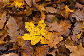 Corlorful autumn leaves on the ground