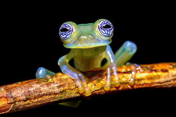Ghost glass frog wth magnificant eyes