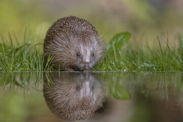European hedgehog drinking water from pond