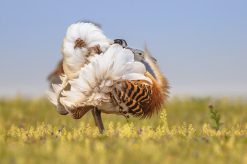 Great Bustard Display in Grassland