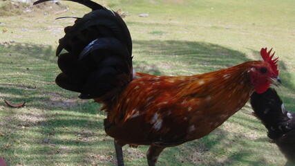 Un coq dans un champ © Patrick