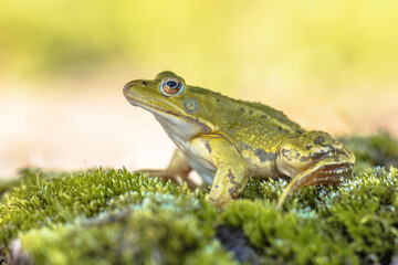 Pool frog with bright blurred background
