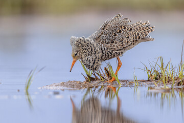 Ruff bird agressive displaying at lek